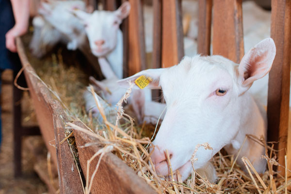 Feed the goats